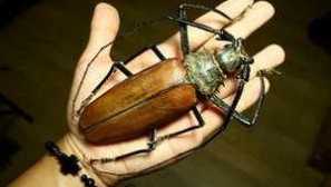 Най-големият бръмбар: дърворезба-титаниев, хекулес или голям